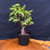 Frank Yee Cork Bark Jade – Upright Form with Intense Bark - No. 22839