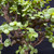Frank Yee Cork Bark Jade – Thick Trunk & Full Canopy - No. 22721