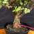 Frank Yee Cork Bark Jade – Thick Trunk & Full Canopy - No. 22721