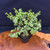 Frank Yee Cork Bark Jade – Thick Trunk & Full Canopy - No. 22721