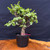 Frank Yee Cork Bark Jade – Thick Trunk & Full Canopy - No. 22721