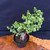 Frank Yee Cork Bark Jade – Early Bark, Slant Style No. 22745