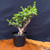 Frank Yee Cork Bark Jade – Early Bark, Slant Style No. 22745