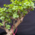 Frank Yee Cork Bark Jade – Early Bark, Slant Style No. 22745