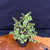 Frank Yee Cork Bark Jade – Shohin Potential & Rugged Bark No. 22880