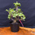 Frank Yee Cork Bark Jade – Shohin Potential & Rugged Bark No. 22880