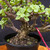 Frank Yee Cork Bark Jade – Shohin Potential & Rugged Bark No. 22880