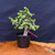 Frank Yee Cork Bark Jade – Refined Structure + Early Bark No. 22581