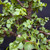 Frank Yee Cork Bark Jade – Refined Structure + Early Bark No. 22581