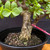 Frank Yee Cork Bark Jade – Refined Structure + Early Bark No. 22581