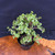 Frank Yee Cork Bark Jade – Refined Structure + Early Bark No. 22581