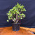 Frank Yee Cork Bark Jade – Multi-Trunks + Mature Bark No. 22594