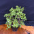 Frank Yee Cork Bark Jade – Multi-Trunks + Mature Bark No. 22594