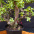 Frank Yee Cork Bark Jade – Multi-Trunks + Mature Bark No. 22594