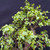 Frank Yee Cork Bark Jade – Multi-Trunks + Mature Bark No. 22594