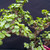 Frank Yee Cork Bark Jade –  Dynamic Movement No. 22588