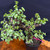 Frank Yee Cork Bark Jade –  Dynamic Movement No. 22588