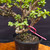 Frank Yee Cork Bark Jade –  Dynamic Movement No. 22588