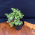 Frank Yee Cork Bark Dwarf Jade Bonsai – Thick Trunk, Mature Bark No. 22702