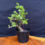 Frank Yee Cork Bark Dwarf Jade Bonsai – Thick Trunk, Mature Bark No. 22702