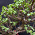 Frank Yee Cork Bark Jade – Cork Texture, Compact Power No. 22889