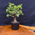 Frank Yee Cork Bark Jade – Compact Power with Tons of Corking No. 22542
