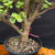 Frank Yee Dwarf Jade – Great Genetics from Cork Bark Mother No. 22817