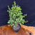Frank Yee Dwarf Jade – Great Genetics from Cork Bark Mother No. 22817