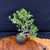 Frank Yee Dwarf Jade – Double Trunk Form with Early Corking No. 22819