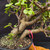 Frank Yee Dwarf Jade – Double Trunk Form with Early Corking No. 22819