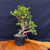 Frank Yee Dwarf Jade – Double Trunk Form with Early Corking No. 22819