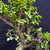 Frank Yee Dwarf Jade – Double Trunk Form with Early Corking No. 22819