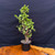 Frank Yee Dwarf Jade – Upright Form with Early Corking No. 22557