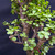 Frank Yee Dwarf Jade – Upright Form with Early Corking No. 22557