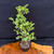 Frank Yee Dwarf Jade – Upright Form with Early Corking No. 22557