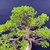 Gerald Rainville Grown Kishu Shimpaku – 35+ Year Old One-of-a-Kind Pre-Bonsai (No. 22547)