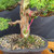 Gerald Rainville Grown Kishu Shimpaku – 35+ Year Old One-of-a-Kind Pre-Bonsai (No. 22522)