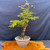 Rainville Dawn Redwood – 35-Year-Old Bonsai with Sculpted Trunk and Lush Spring Growth No. 22538