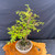 Rainville Dawn Redwood – 35-Year-Old Bonsai with Sculpted Trunk and Lush Spring Growth No. 22538