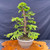35+ Year Gerald Rainville Dawn Redwood Bonsai – Formal Upright with Tiered Branching No. 22688