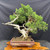 San Jose Juniper Bonsai – Mature Collector’s Specimen with Deadwood in an Unglazed Pot (No. 15594)