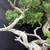 San Jose Juniper Bonsai – Mature Collector’s Specimen with Deadwood in an Unglazed Pot (No. 15594)