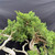 San Jose Juniper Bonsai – Mature Collector’s Specimen with Deadwood in an Unglazed Pot (No. 15594)