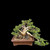 Gerald Rainville Grown Shimpaku ‘Kishu’ Juniper – Rare Bonsai with Character & Movement Unglazed Yixing Pot (No. 15528)