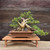 Gerald Rainville Grown Shimpaku ‘Kishu’ Juniper – Rare Bonsai with Character & Movement Unglazed Yixing Pot (No. 15528)