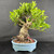 Tiger Bark Ficus Bonsai – Powerful Trunk & Exposed Root Style in Yixing Glazed Pot No. 19245
