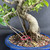 Tiger Bark Ficus Bonsai – Imported S-Curve with Air Roots in Yixing Glazed Pot No. 19158