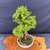 35+ Year Gerald Rainville Dawn Redwood Bonsai – Twisting Deadwood with Fresh Green Growth No. 22459