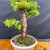 35+ Year Gerald Rainville Dawn Redwood Bonsai – Twisting Deadwood with Fresh Green Growth No. 22459