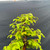 Gerald Rainville Dawn Redwood Bonsai – Informal Upright in Mica Pot No. 22776
